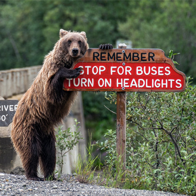 برندگان جایزه عکاسی طنز حیات وحش ۲۰۱۸ مشخص شدند